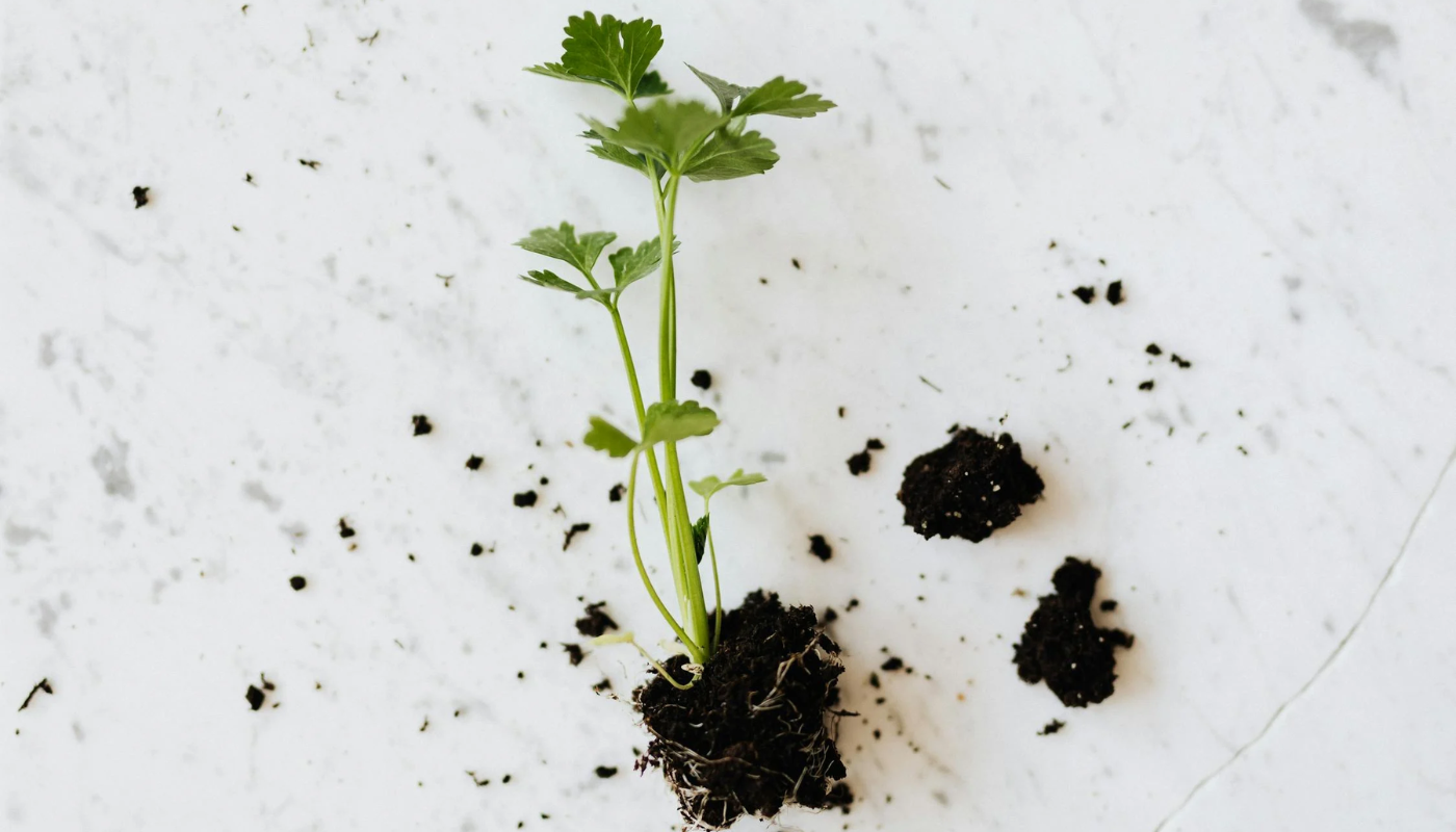 mudas de plantas