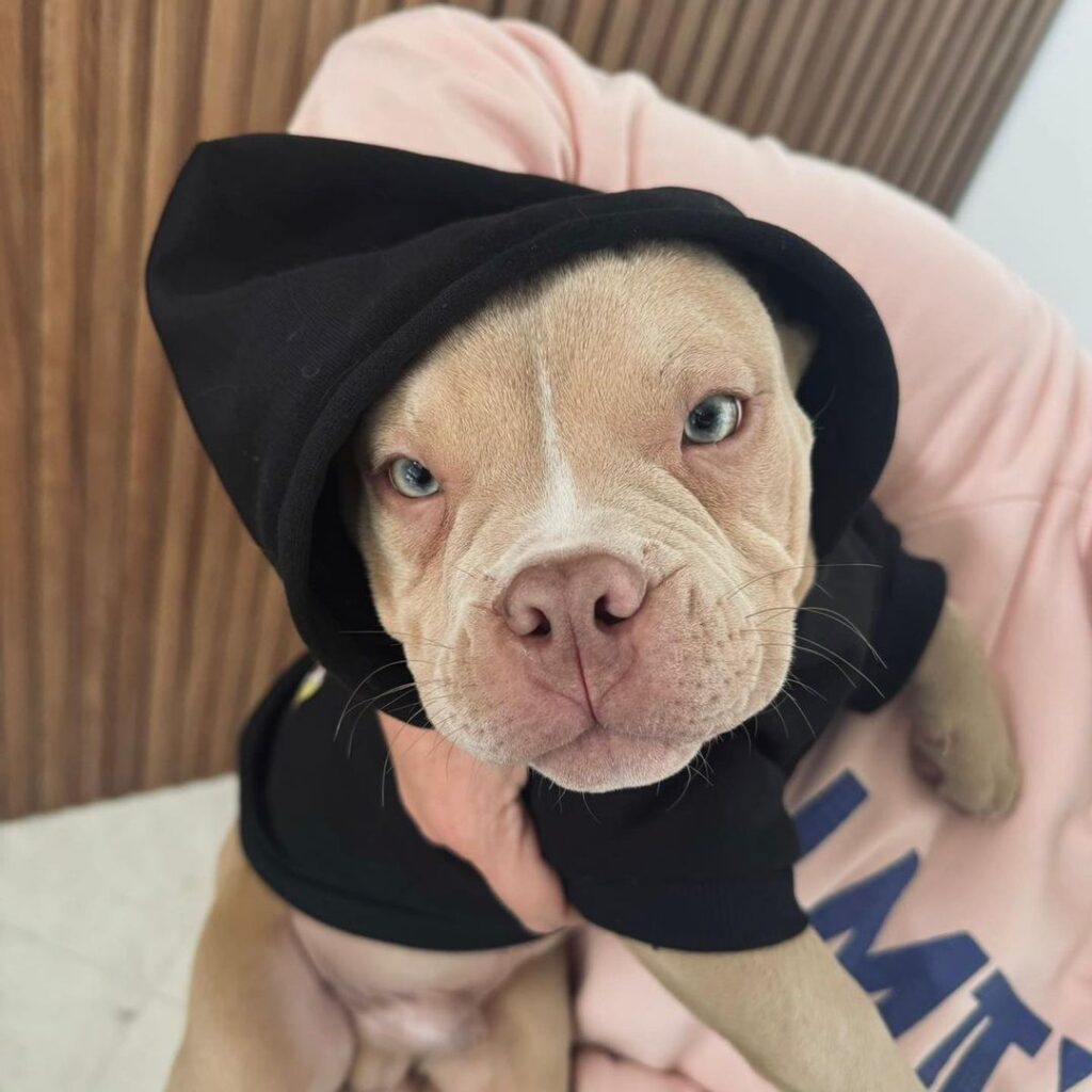 mc daniel