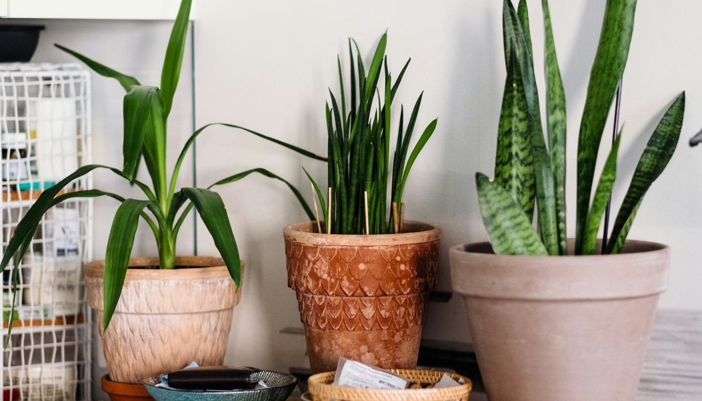 Plantas boas para ter em casa