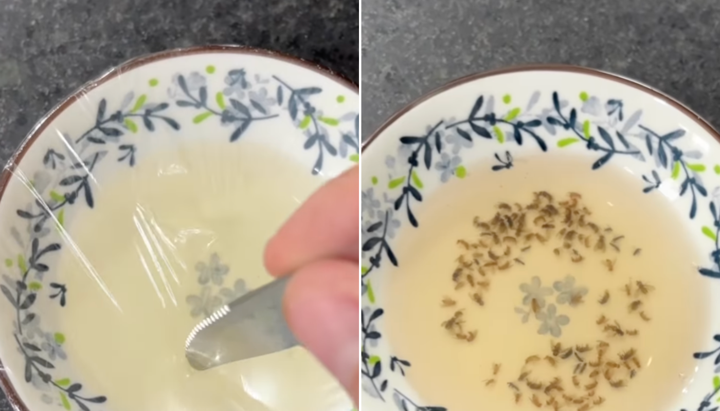 Armadilha para mosquinhas. (Crédito: Reprodução/Instagram @matosdecomer)