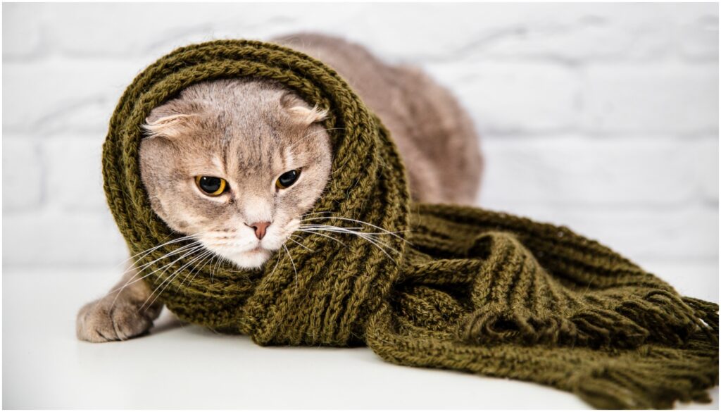 gato