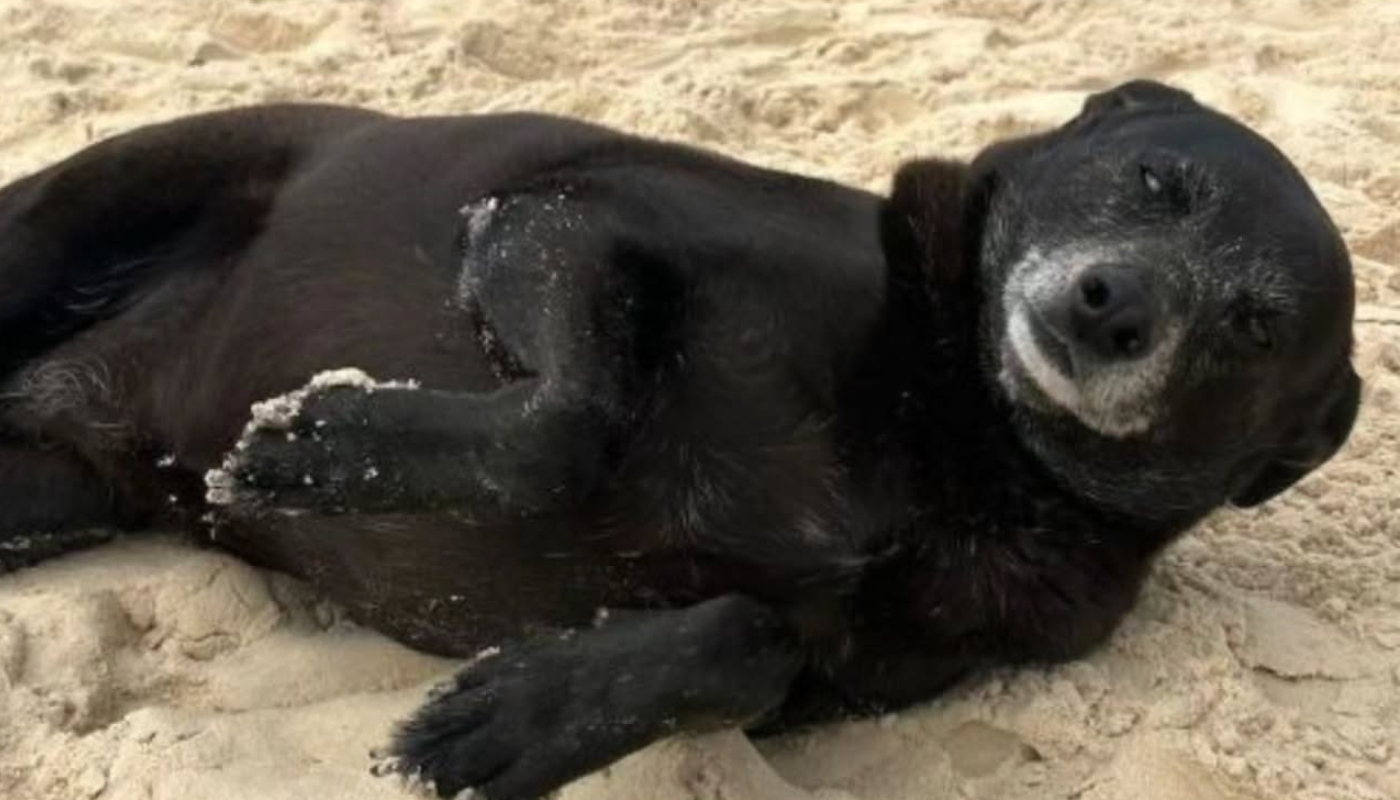 (Crédito: Reprodução/Instagram @portoalegreoficial)