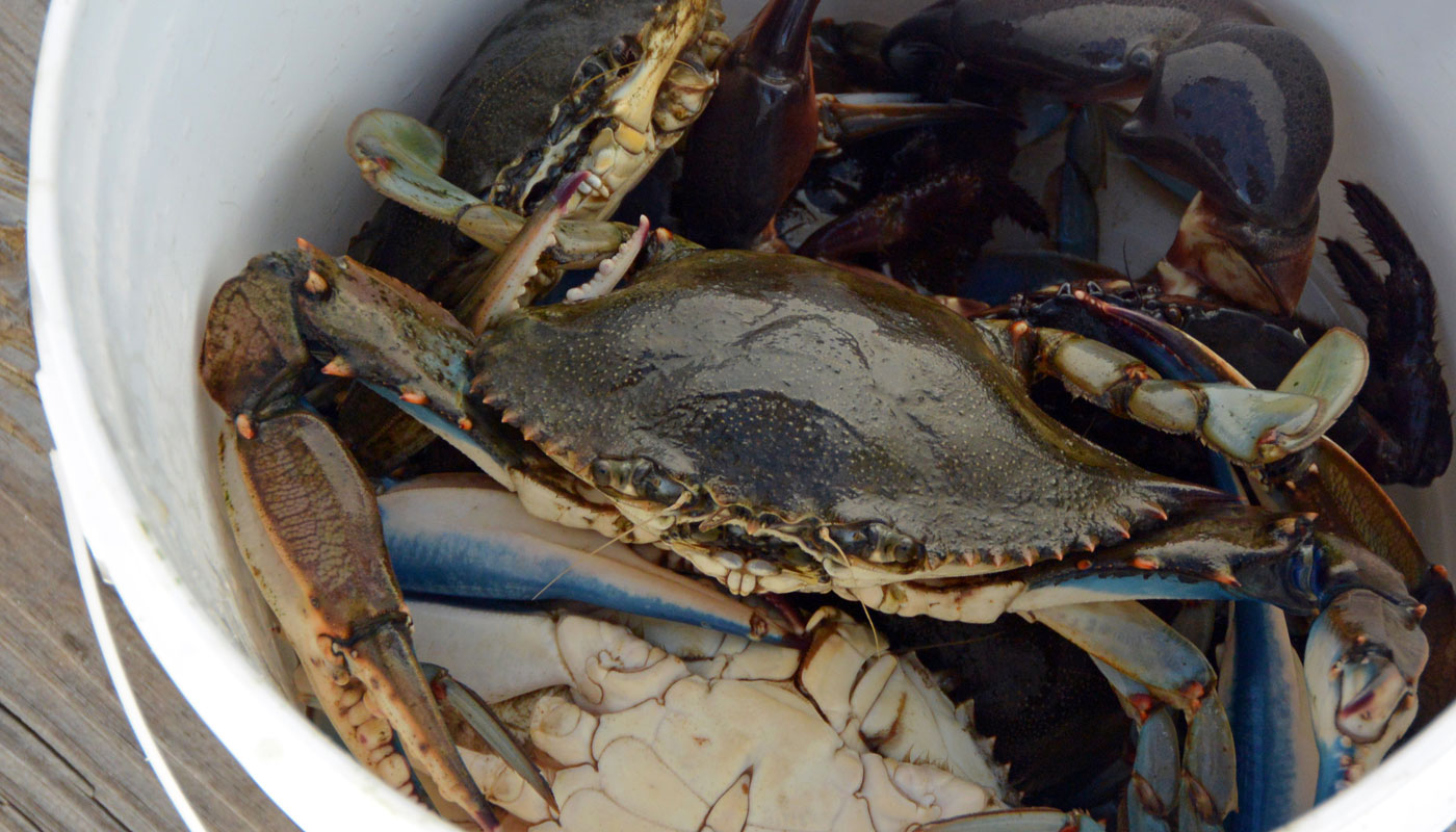 “Mente de caranguejo”: termo define um tipo muito comum de atitude egoísta