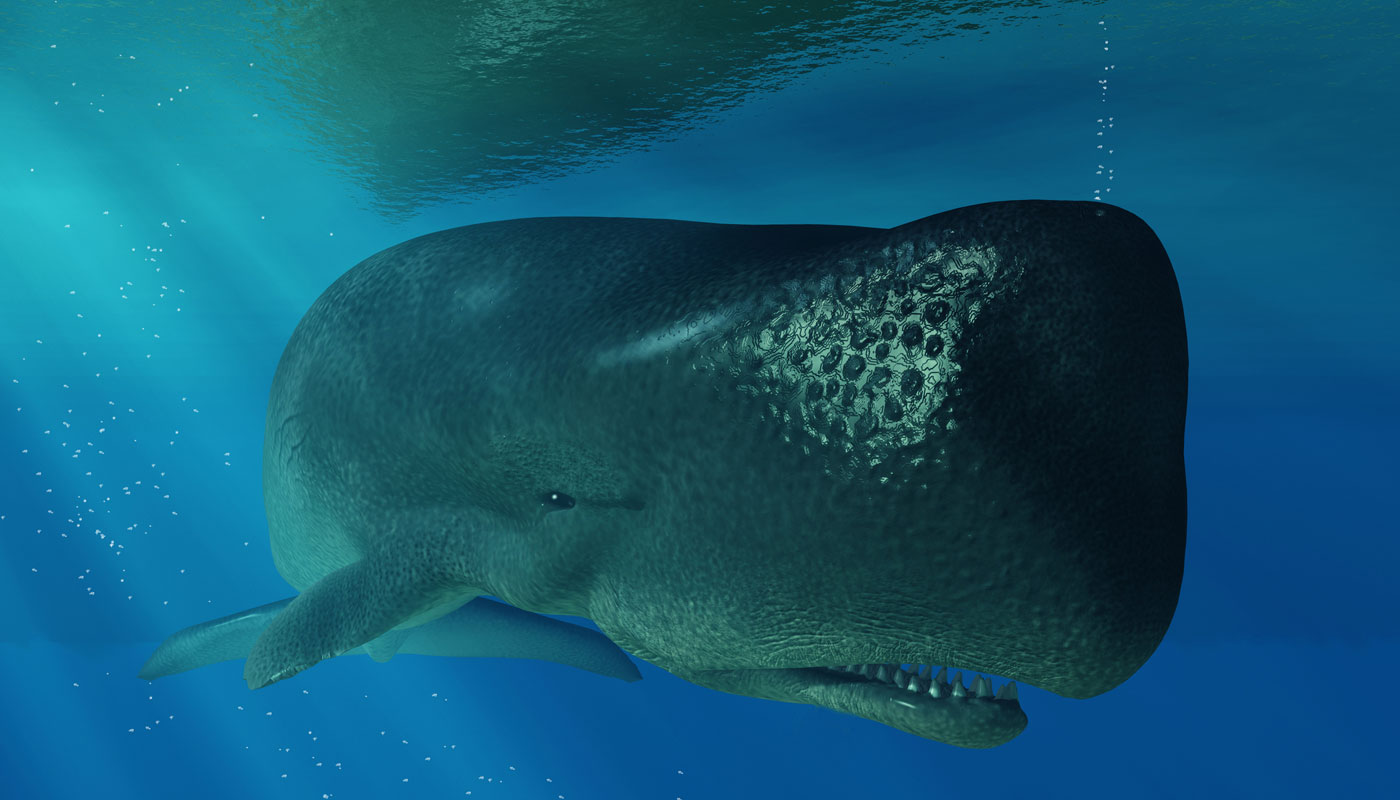 Por que vômito de baleia é considerado “tesouro marinho” e custa uma fortuna?