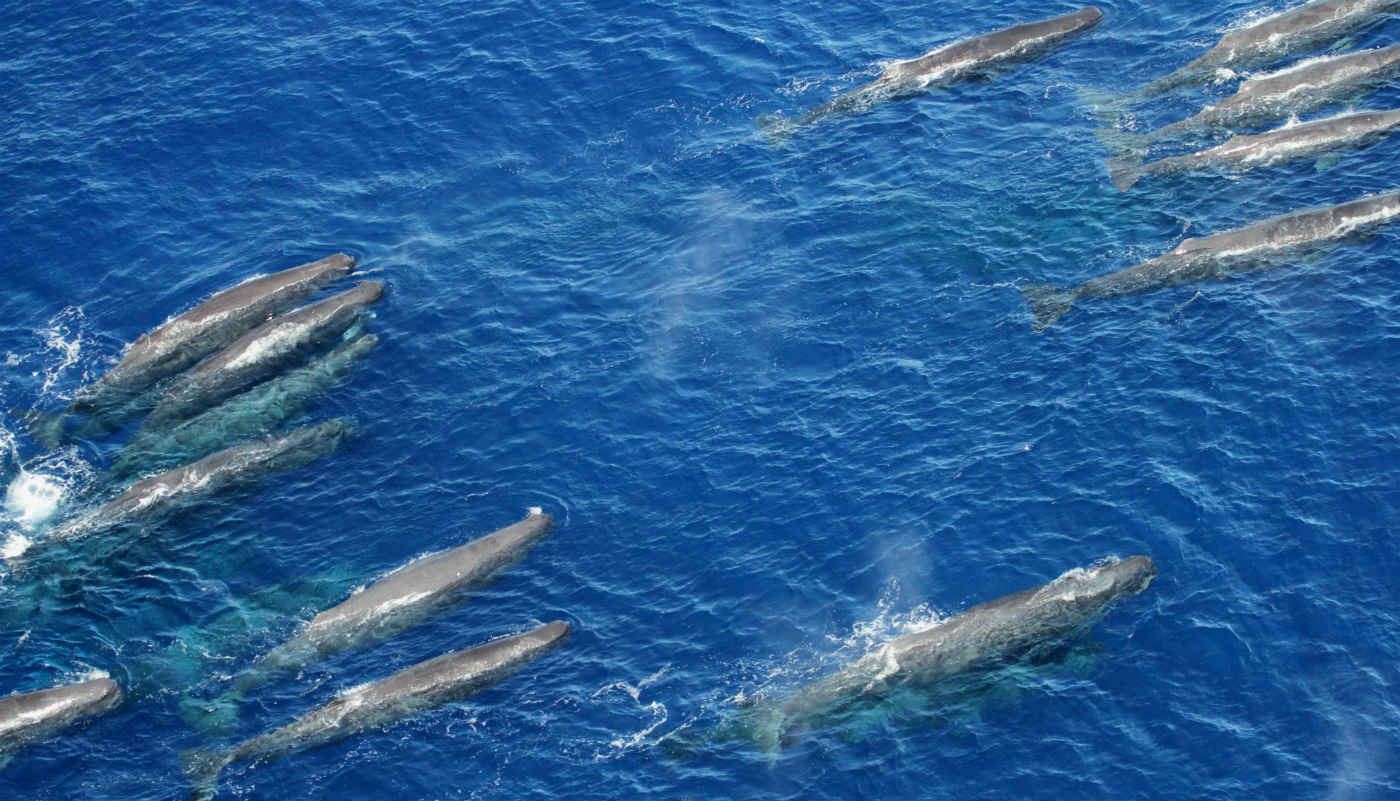 40 cachalotes são vistos no litoral de SP: vídeo e foto mostram momento raríssimo