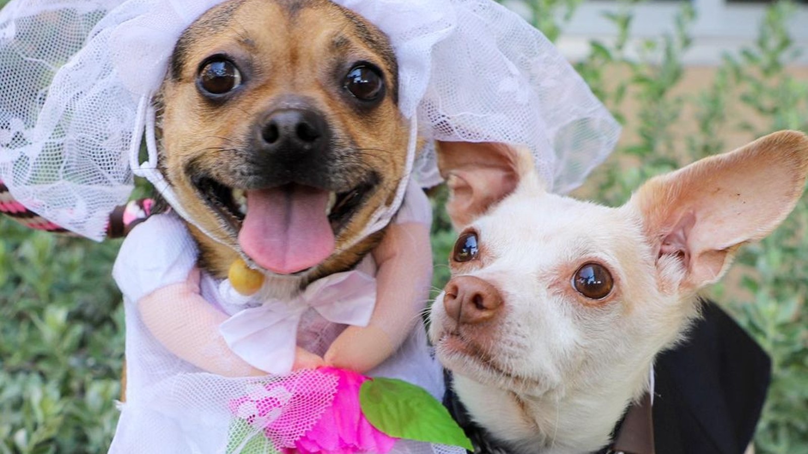 Cães se casam em abrigo de adoção: cerimônia viralizou na internet e teve até cenário especial!