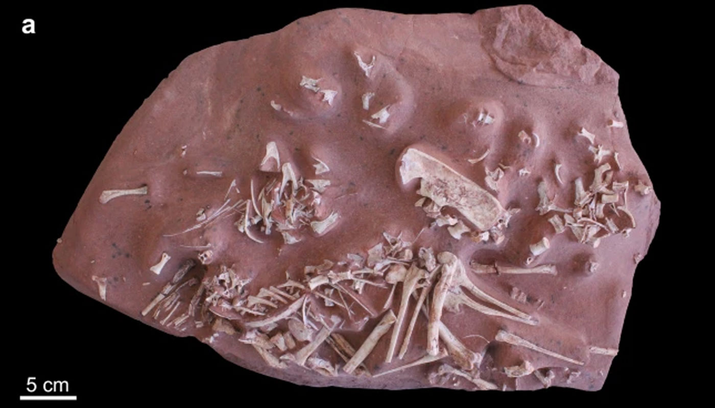 Novo dinossauro brasileiro descoberto tinha bico e vivia no Paraná: conheça