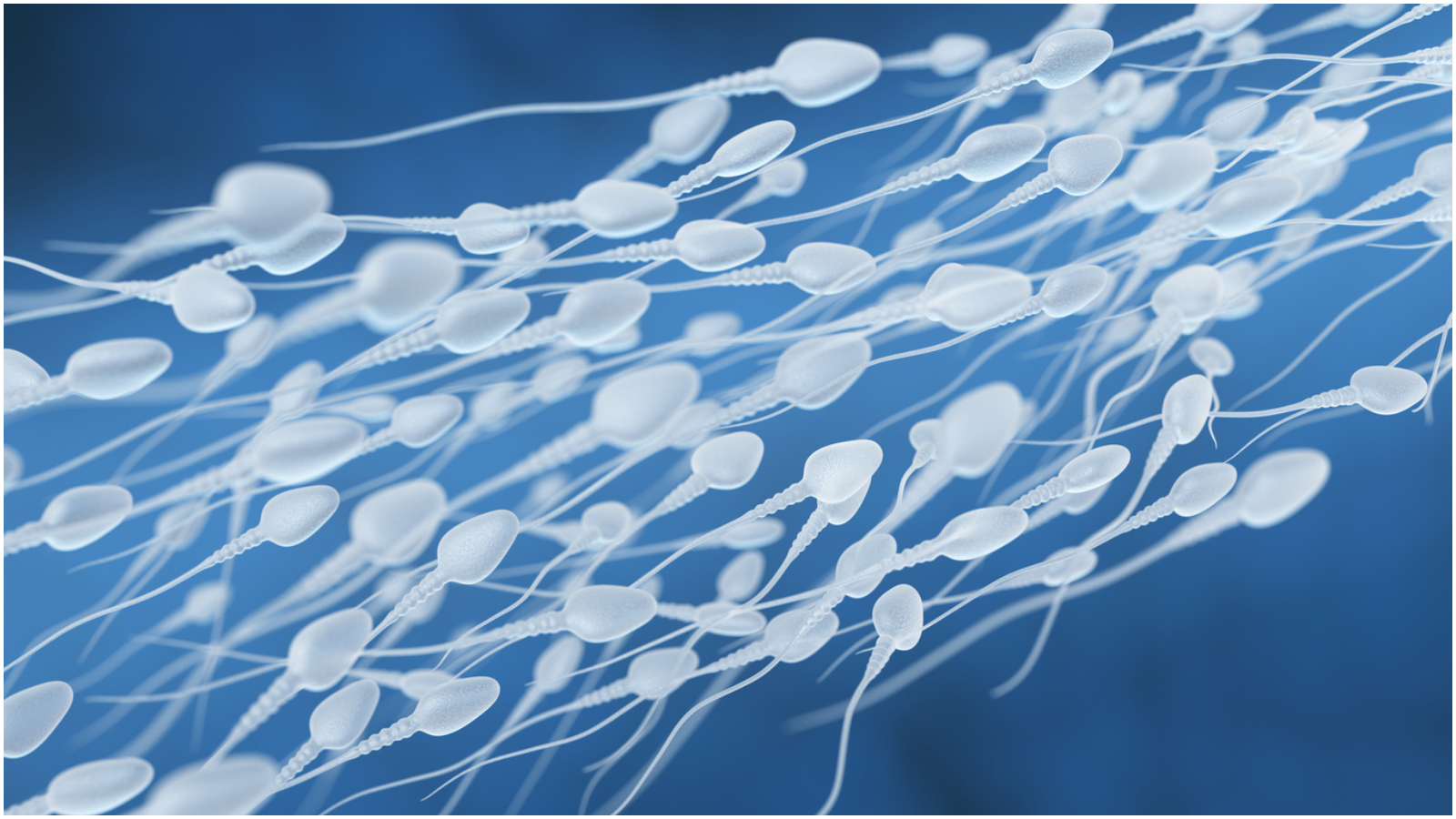 Fluxo de esperma humano