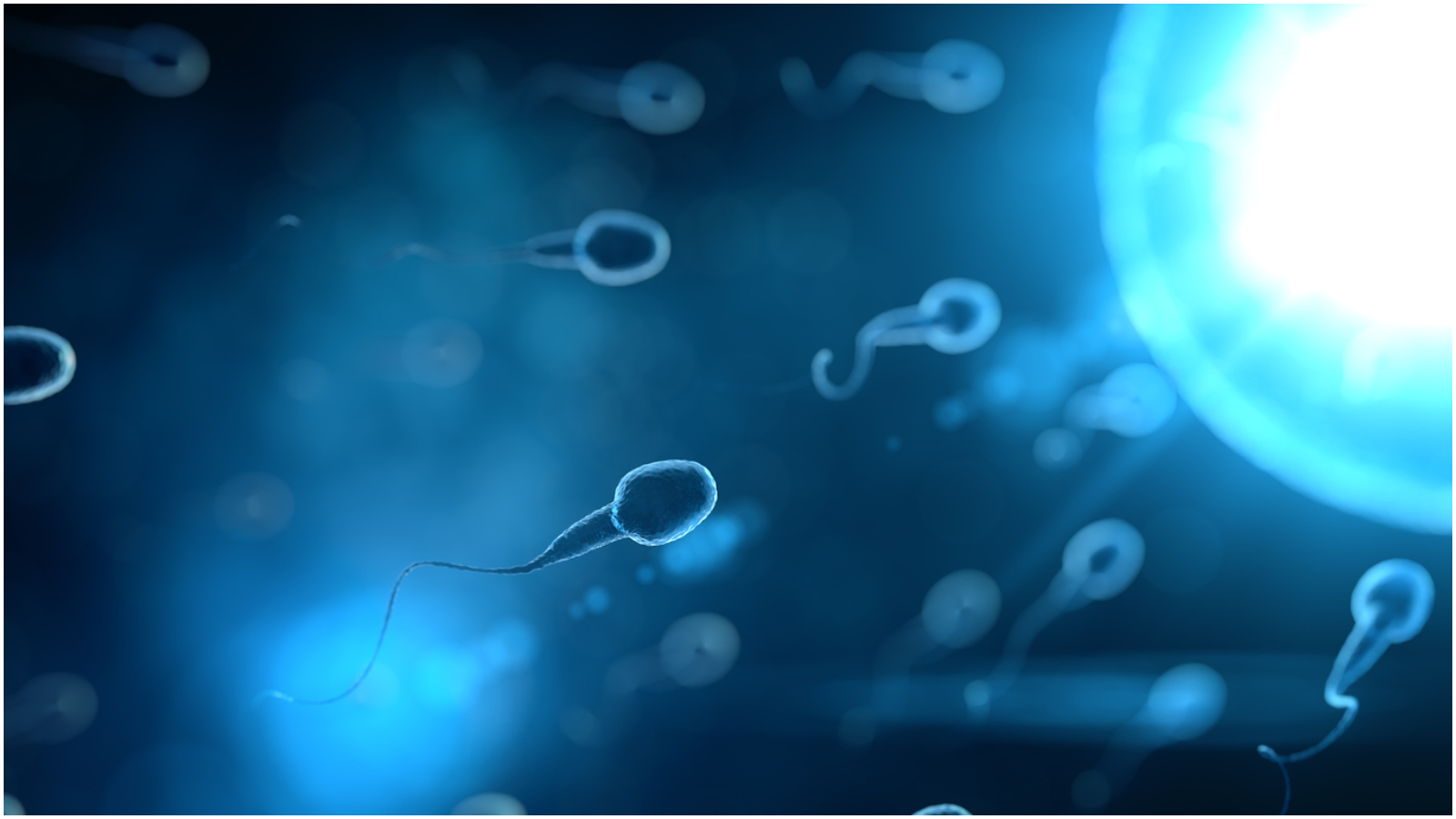 Segundo estudo, movimento de espermatozoides poderá ser bloqueado com pílula