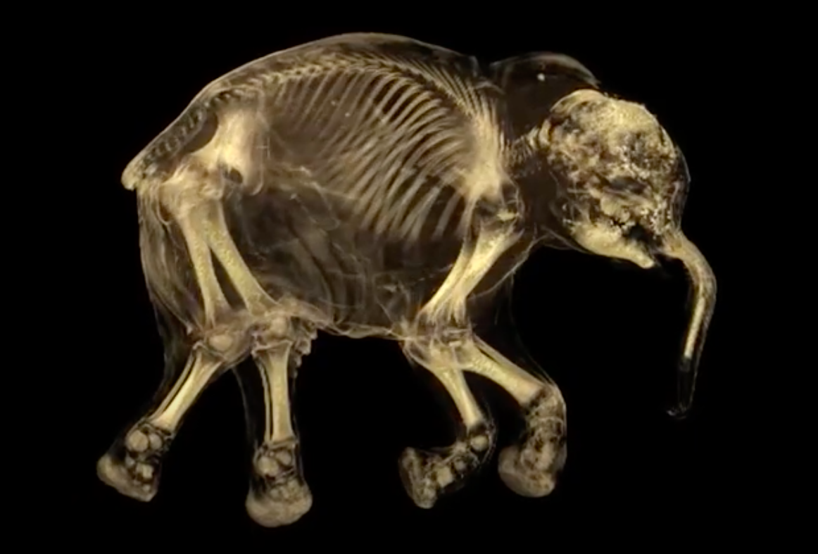 Mamute bebê foi encontrado quase intacto: ainda tinha vestígios de leite no estômago