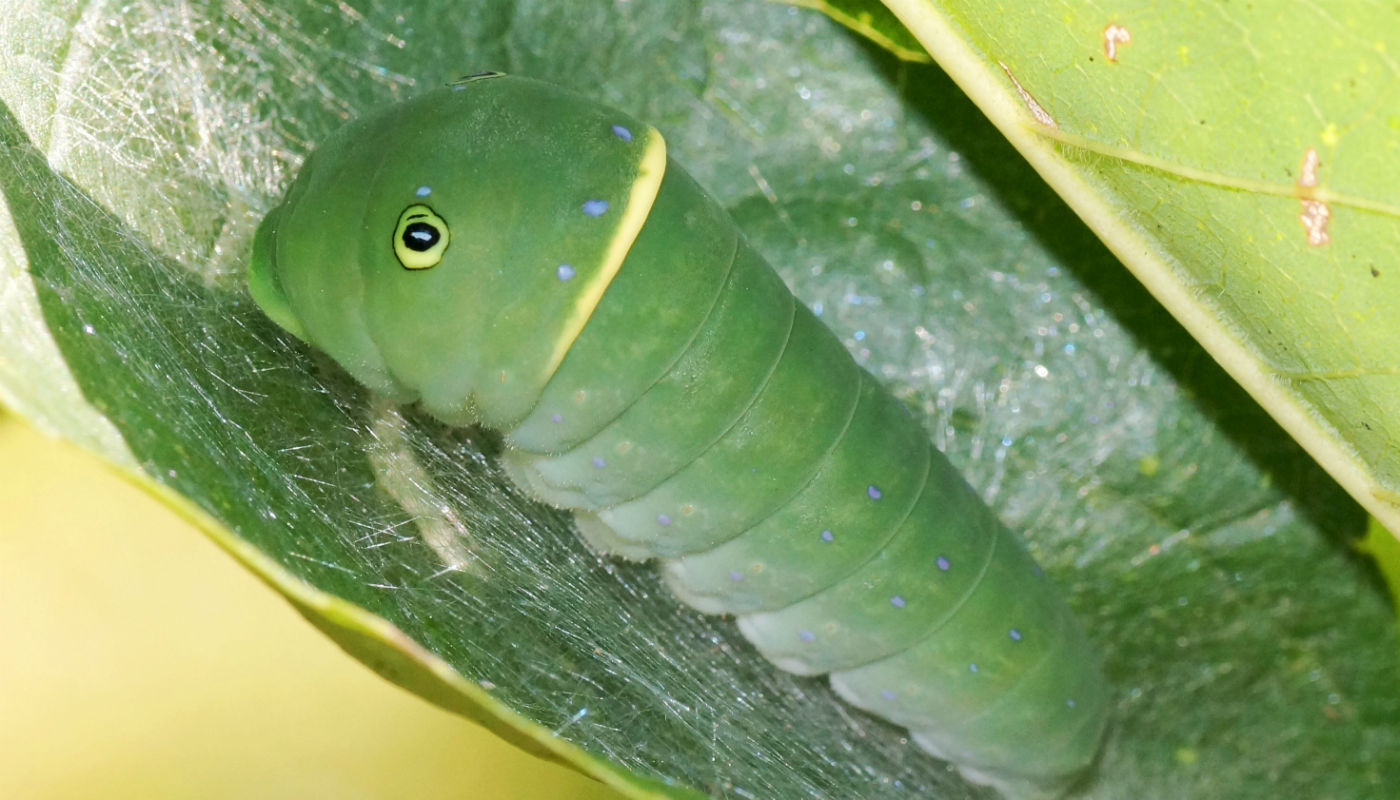 As pessoas estão encucadas com animal “estranho” que mais parece feito de pelúcia