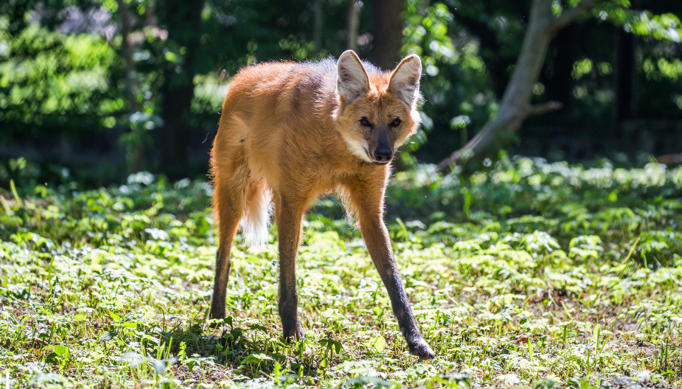 Entenda por que o lobo-guará foi parar na nova cédula de R$ 200,00