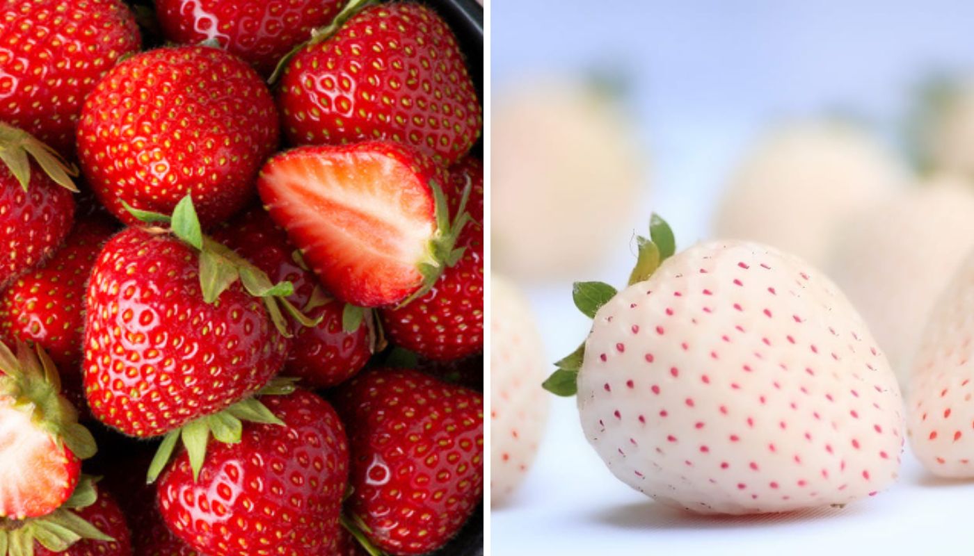 Morango branco famoso no Japão é produzido em Atibaia (SP): é mais doce e mais macio