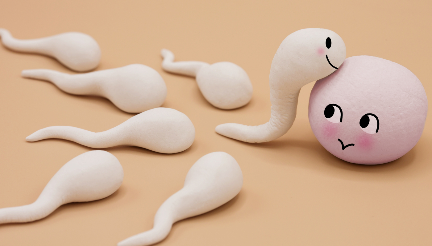 Óvulo escolhe melhores espermatozoides e decide “quem entra”, mostra estudo