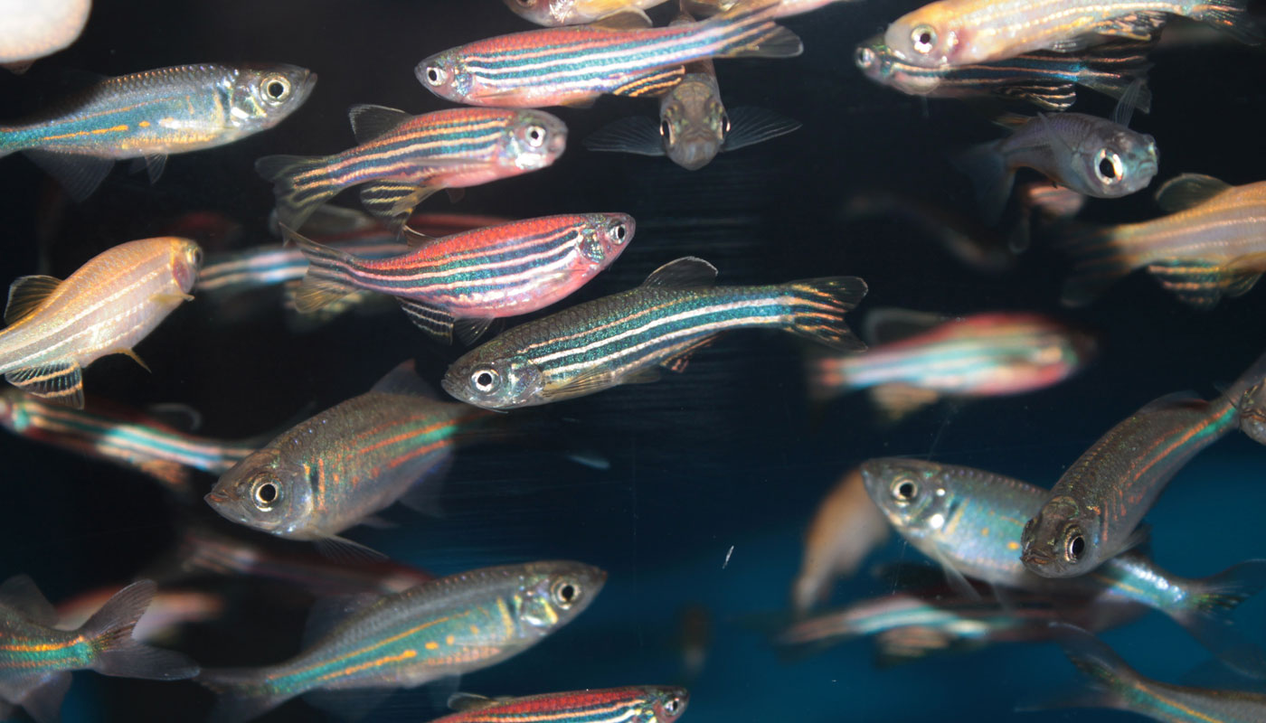 Peixe-zebra está ajudando cientistas a entender como olhos humanos funcionam