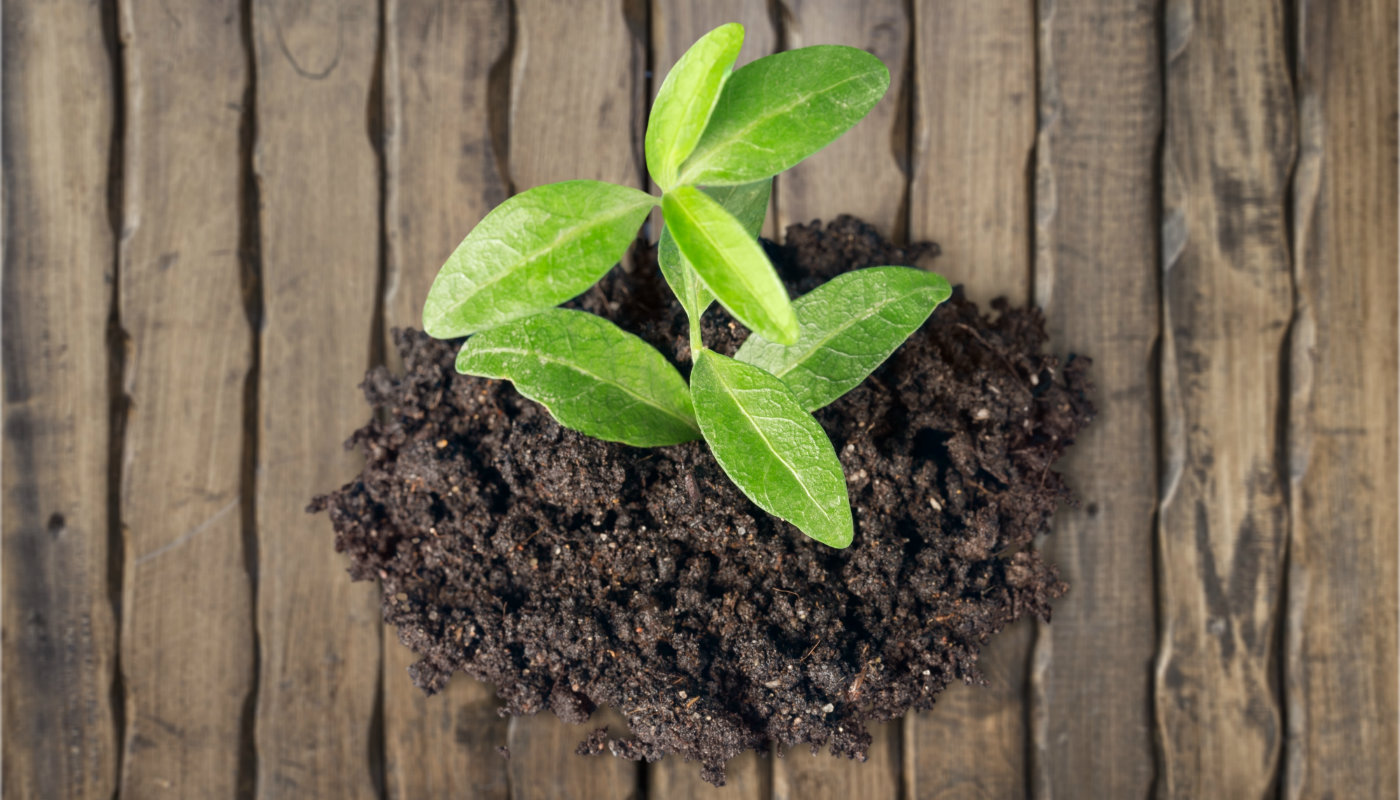 Só um pouquinho de natureza já faz bem: estudo mostra efeito calmante de ter jardim