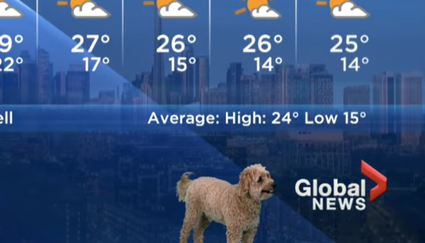 Cãozinho invade previsão do tempo ao vivo enquanto dono apresenta e viraliza na web